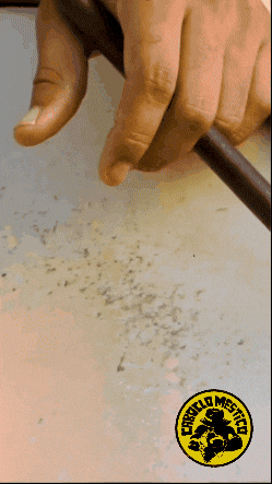 Coco Nordeste GIF by Caboclo Mestiço