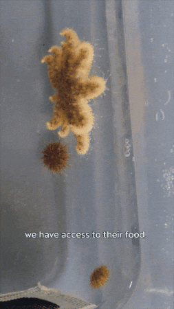 Sea Urchin GIF by Monterey Bay Aquarium