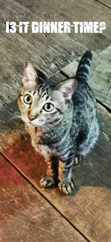 Cat GIF
