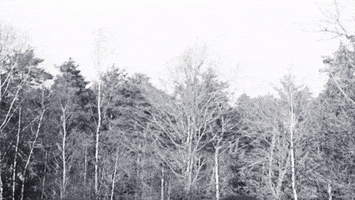 Black And White Movie GIF by BeNatural