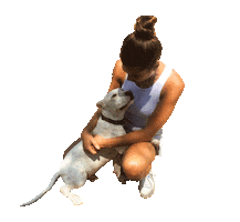 CAARE Rescue Sticker