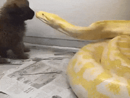 Snake Bite Puppy GIF