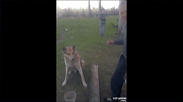 Prime Minister GIF