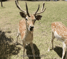 Deer Chewing GIF by Wondeerful farm