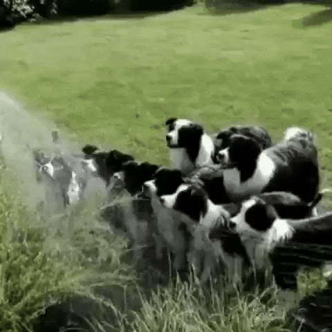 Water Dogs GIF by MOODMAN