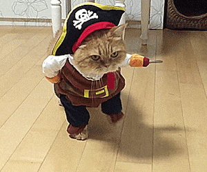Cat Costume GIF - Find & Share on GIPHY