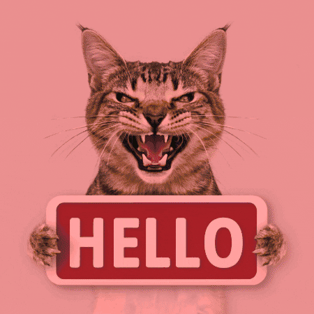 Crazy Cat Hello GIF by Gallery.fm