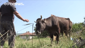 cow no GIF by euronews