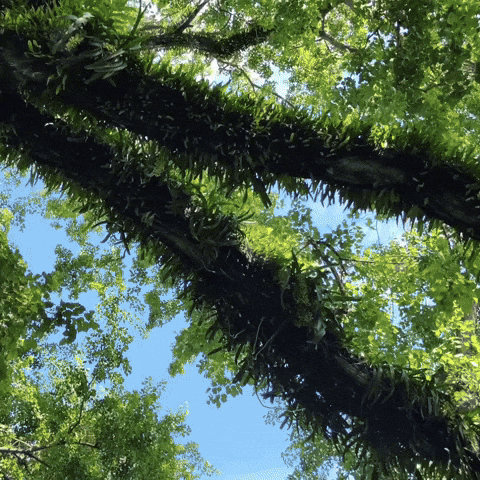 Nostalgic World (by cariowns)