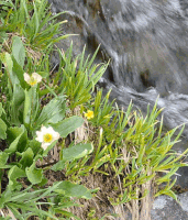agua flores GIF