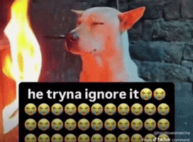 Twitter Joetrick GIF