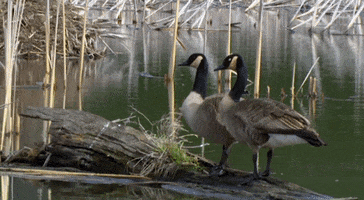 Canada Goose Birds GIF by U.S. Fish and Wildlife Service