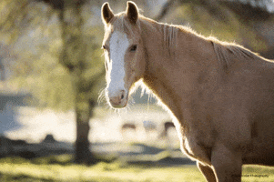 Wink GIF