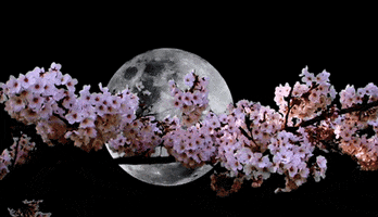 full moon japan GIF