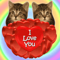 I Love Cats Gifs Get The Best Gif On Giphy