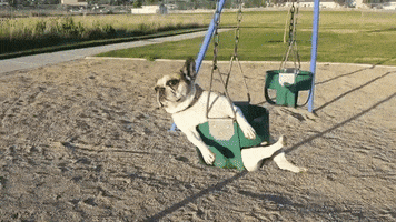 Dog Swinging GIF