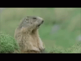 Video gif. A gopher looks off to the side, waiting, then suddenly starts reacting, as text pops up several times saying "hey!"