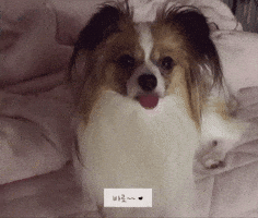 바로 GIF
