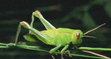 Cricket Grilo GIF by Greenplace TV