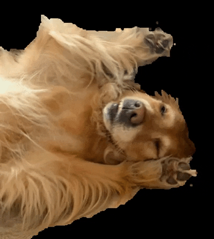 web-netz GIF
