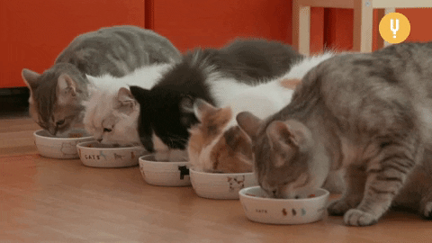 Snacking Cat Food GIF by CuriosityStream - Find & Share on GIPHY