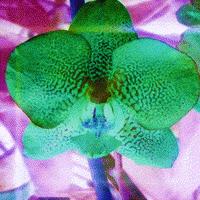 Flower Power Art GIF
