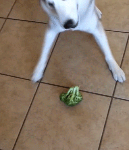 Broccoli GIF - Find & Share on GIPHY