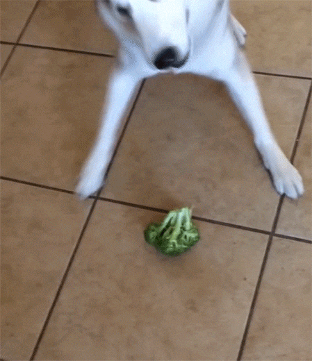 giphy.gif?cid=4bf119fc5cd9efe37273343851253791&rid=giphy.gif