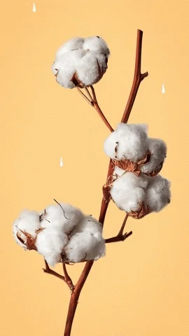 Cotton Cotton Ball GIF