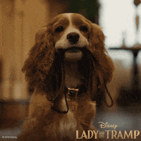 Feels Lady And The Tramp GIF by Walt Disney Studios