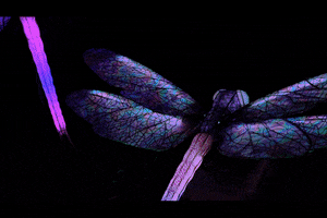 Neon Glowing GIF by Woodland Park Zoo