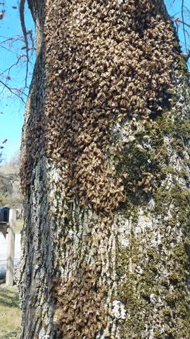 Honey Bee Swarm GIF