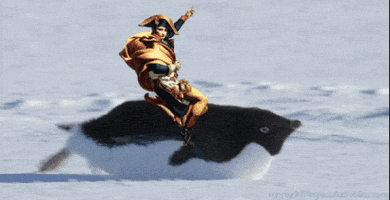 Bonapartes Gull GIFs - Get the best GIF on GIPHY