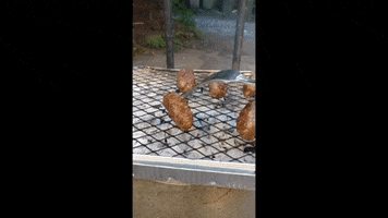 Bbq Sausage GIF
