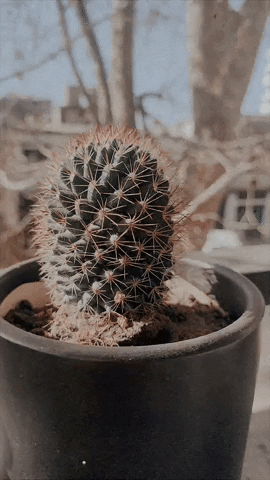 Plants Cactus GIF