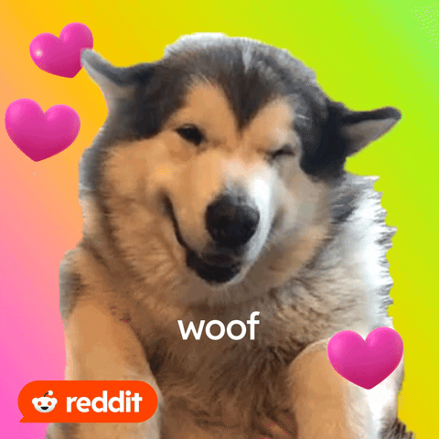 Valentines Day Cat GIF by Reddit
