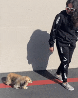 Dog Dachshund GIF by beangoods