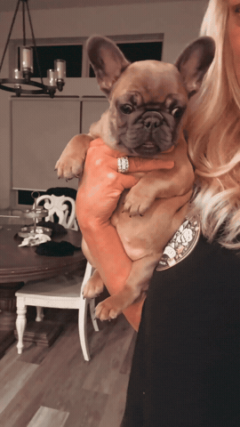 Dog Puppy GIF by Grandiose Frenchies