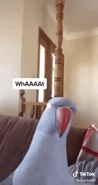 Tiktok-meme GIFs - Get the best GIF on GIPHY