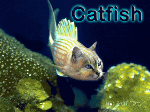Catfisher meme gif