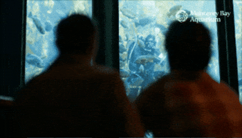 Diver Guests GIF by Monterey Bay Aquarium