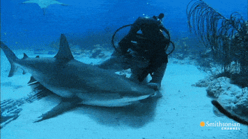shark kisses GIF