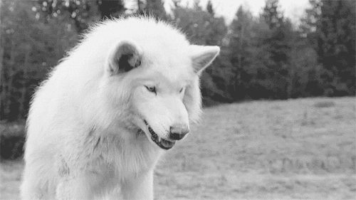 White Wolf Gifs Get The Best Gif On Giphy