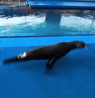 Good Day Dancing GIF