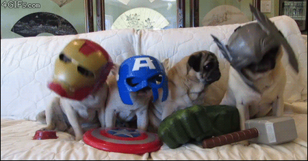 Image result for GIF animal team meeting