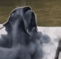 Brid GIF