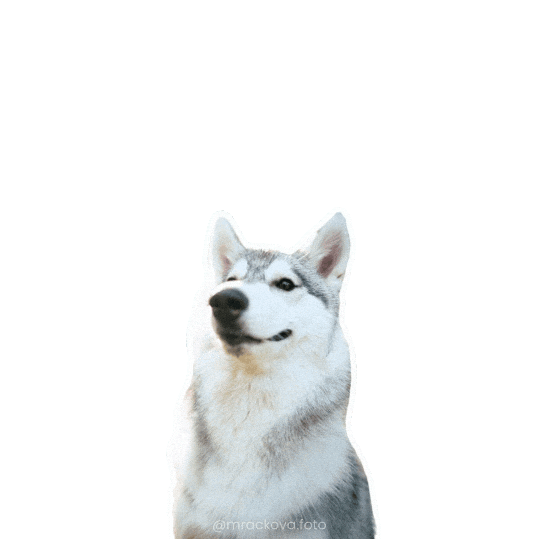 Srdce Miluju Sticker by mrackova.foto