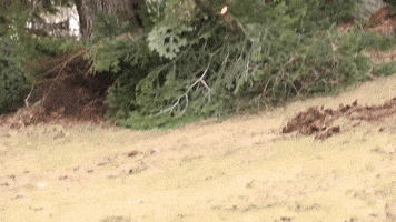 Chainsaw Grading GIF by JC Property Professionals