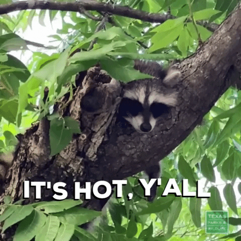 TexasParksAndWildlife summer raccoon its so hot texas parks and wildlife GIF