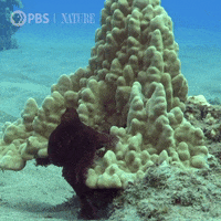World Oceans Day Gifs Get The Best Gif On Giphy